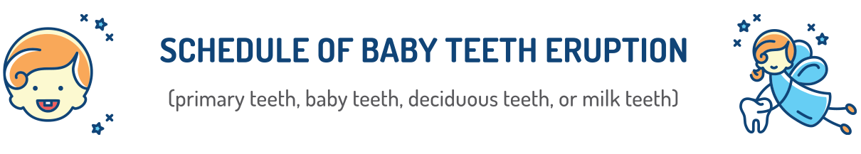 Schedule of Baby Teeth Eruption